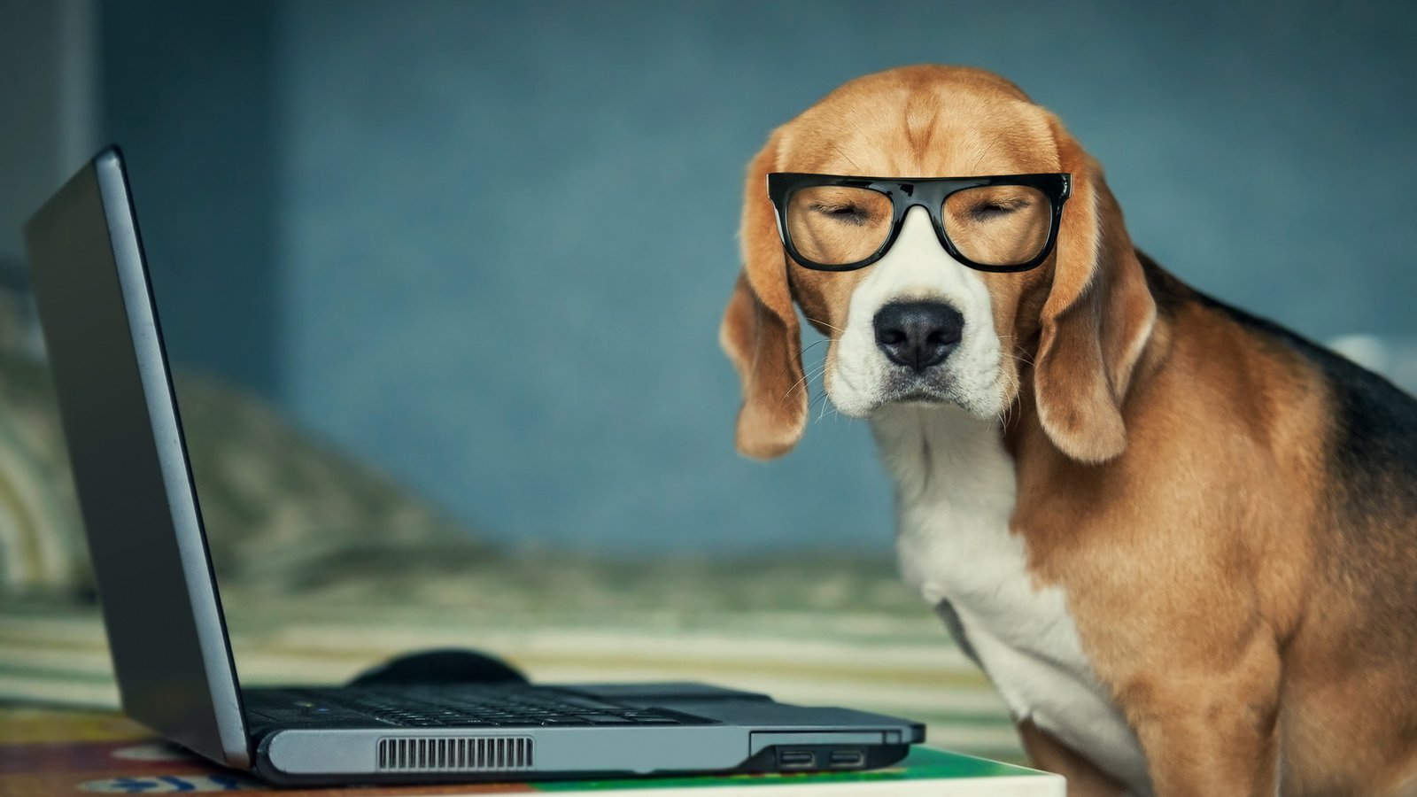 Beagle Funny