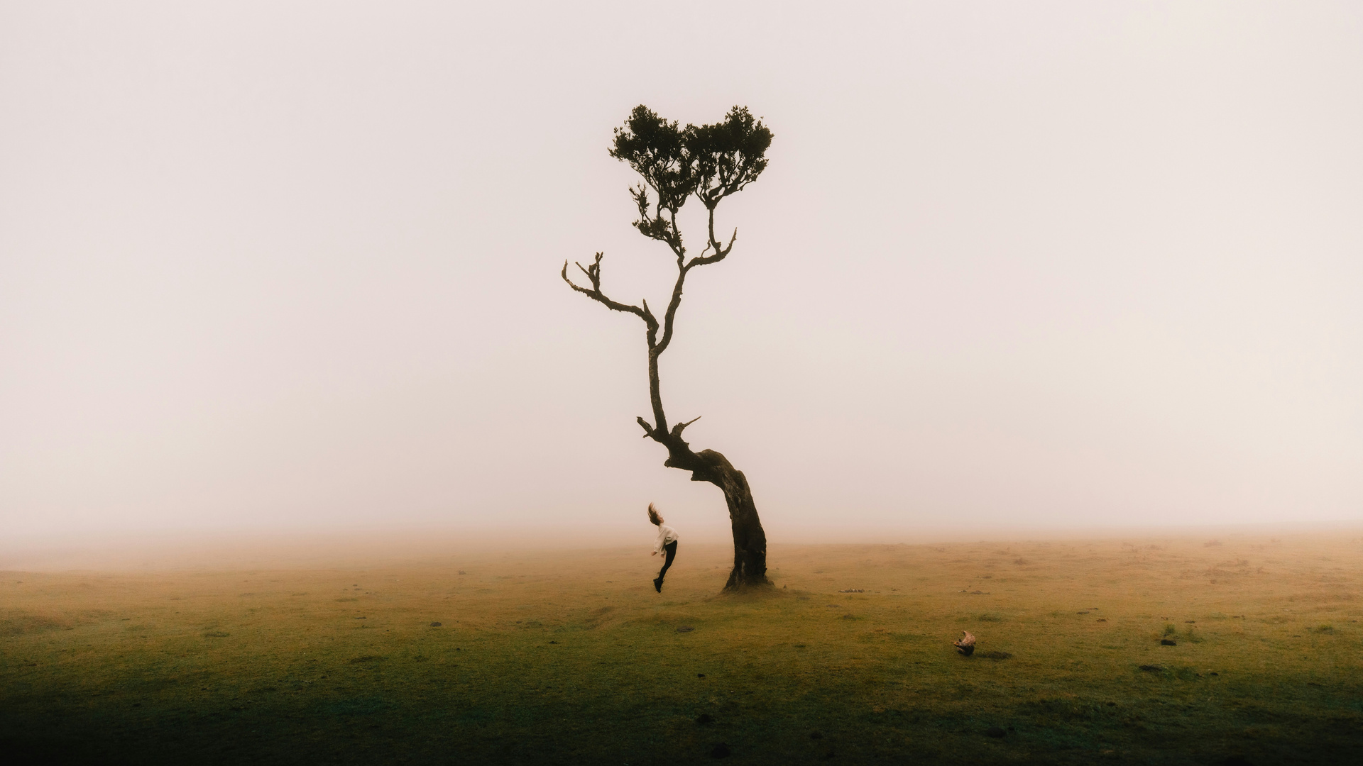 A Lone Tree And Me