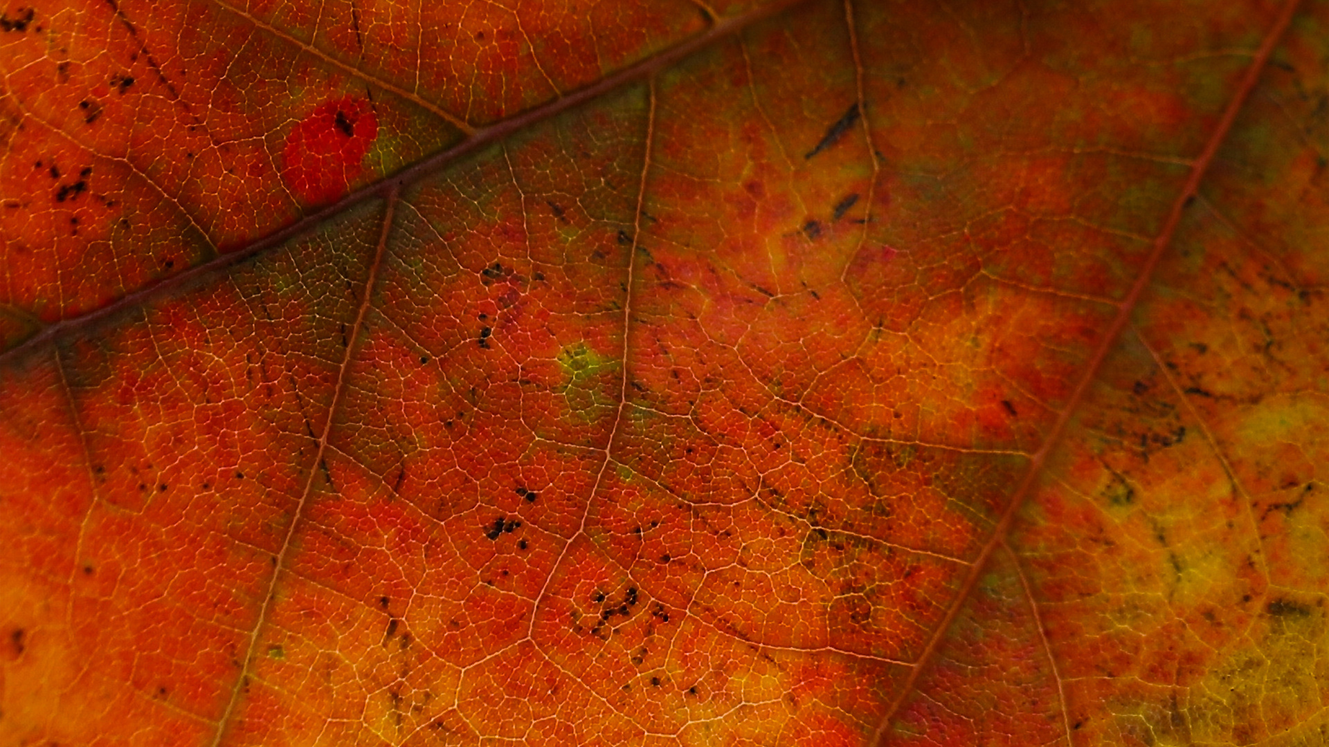 Autumnal Leave 5k