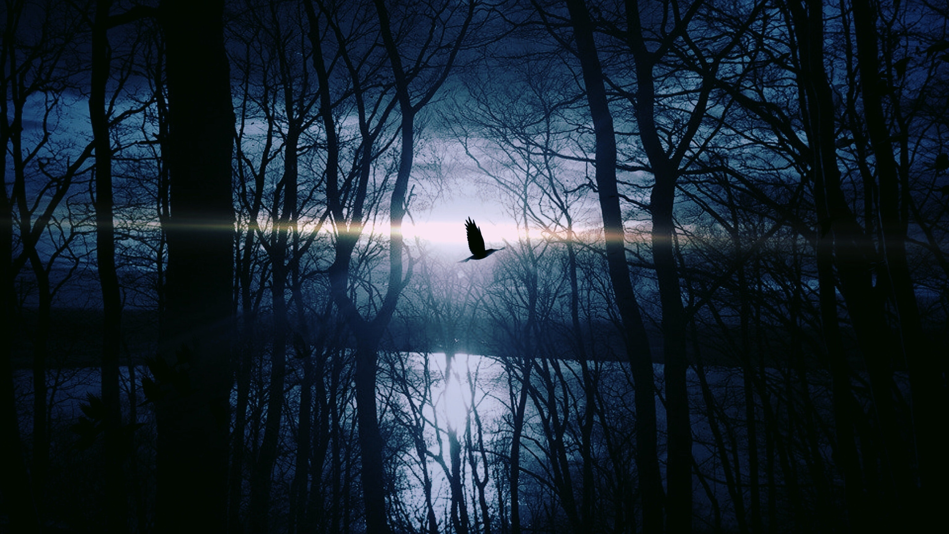 Bird Flying Forest Woods Silhouette