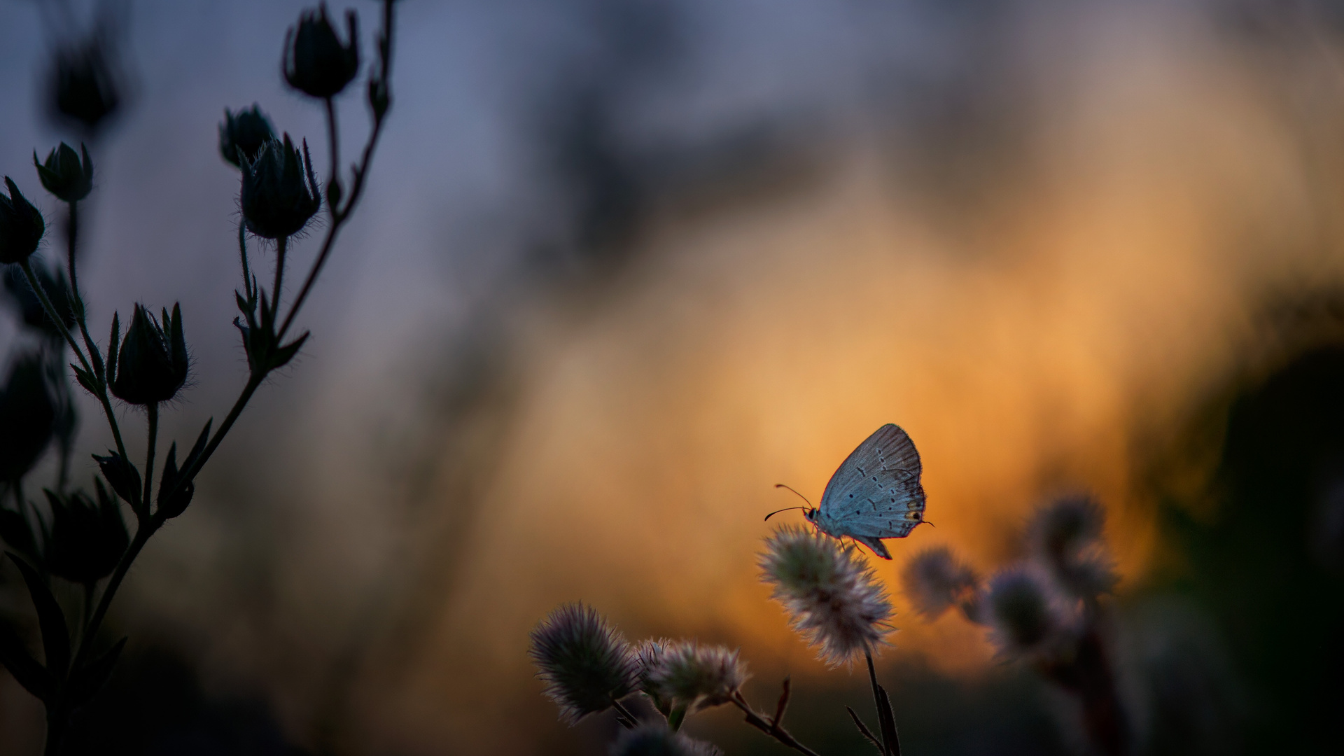Butterfly Sitting On Plant 5k