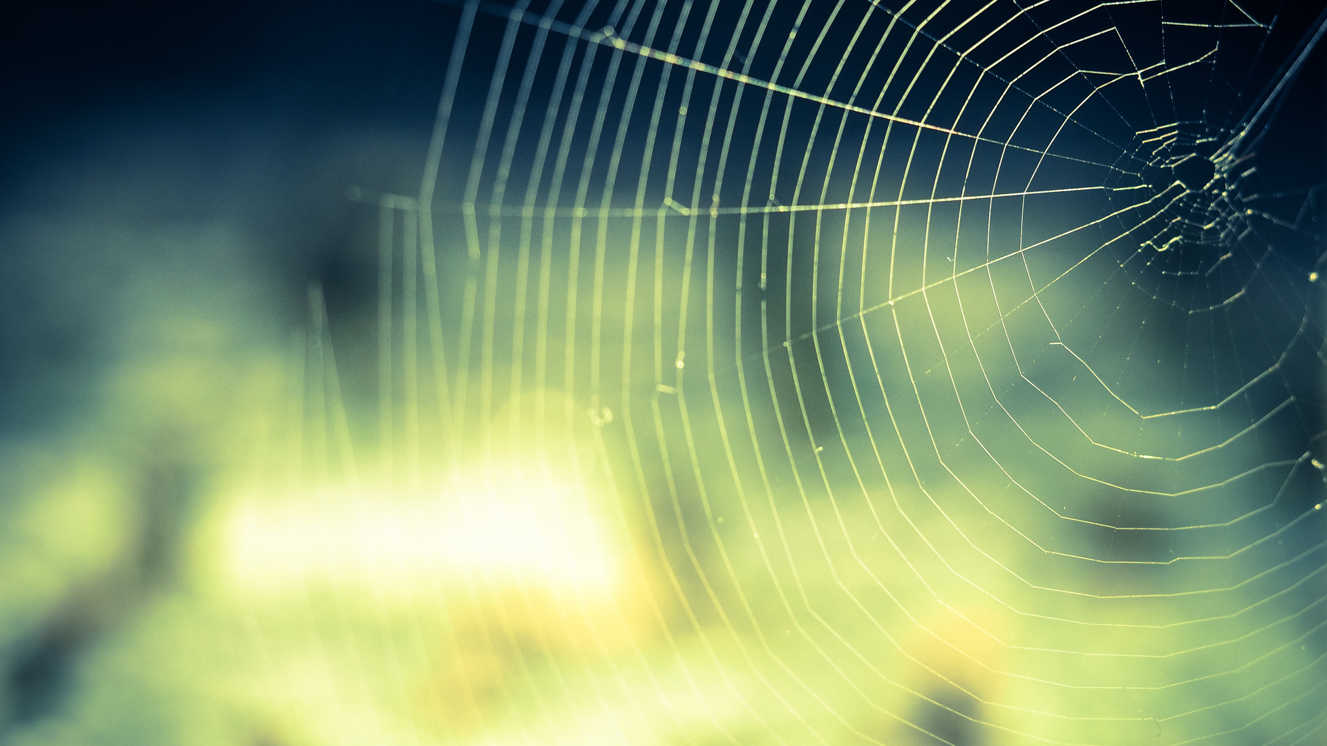Cobweb