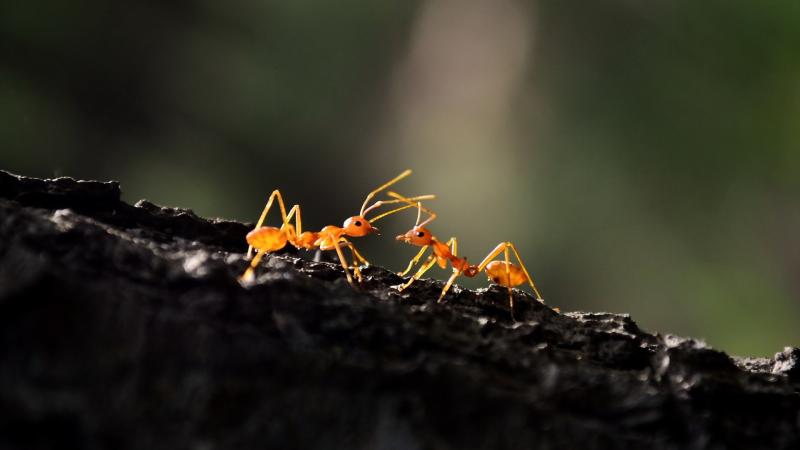 Ant Macro