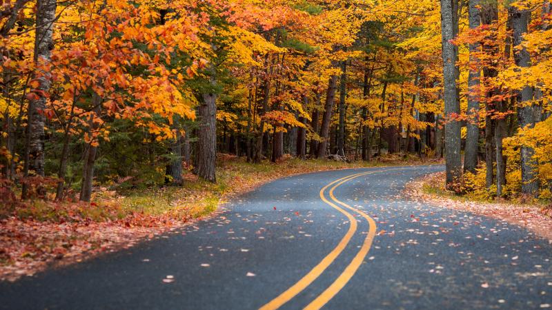 Autumn Drive Road 4k