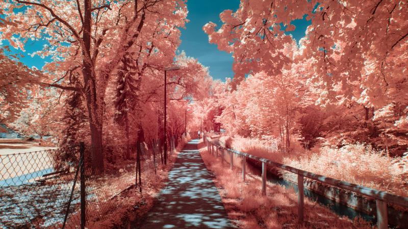 Autumn Photography 4k