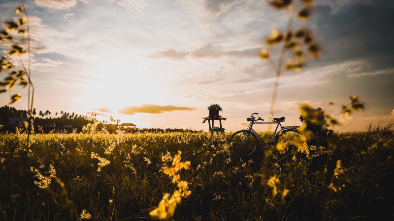 Bicycle In Field - Wallpaper Download