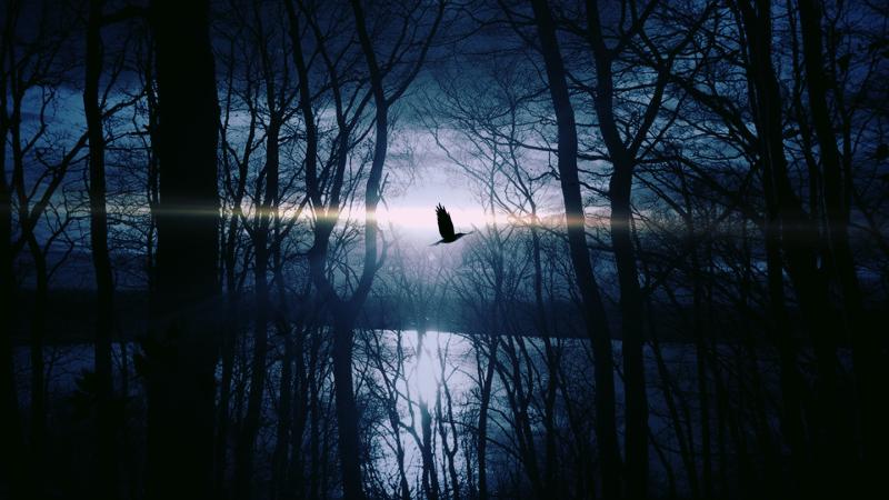 Bird Flying Forest Woods Silhouette