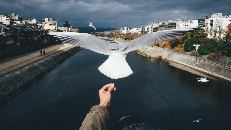 Bird Freedom