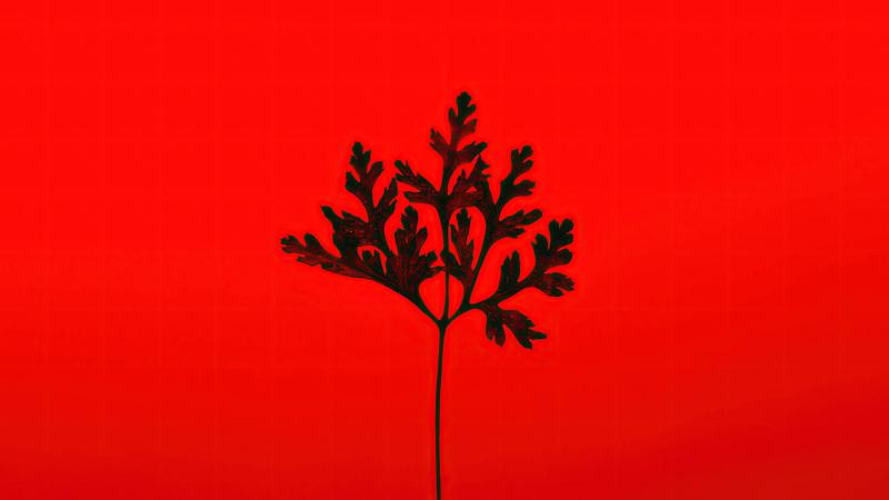 Black Leaf Red Background 5k