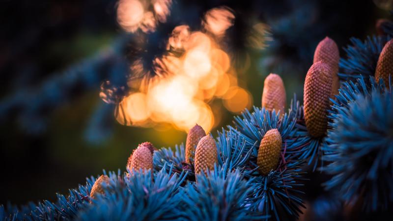 Blue Spruce Autumn 5k