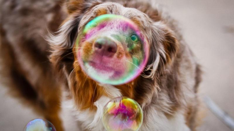 Bubble Dog Photography