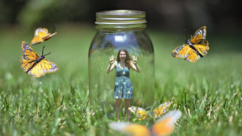 Butterflies Bank Art
