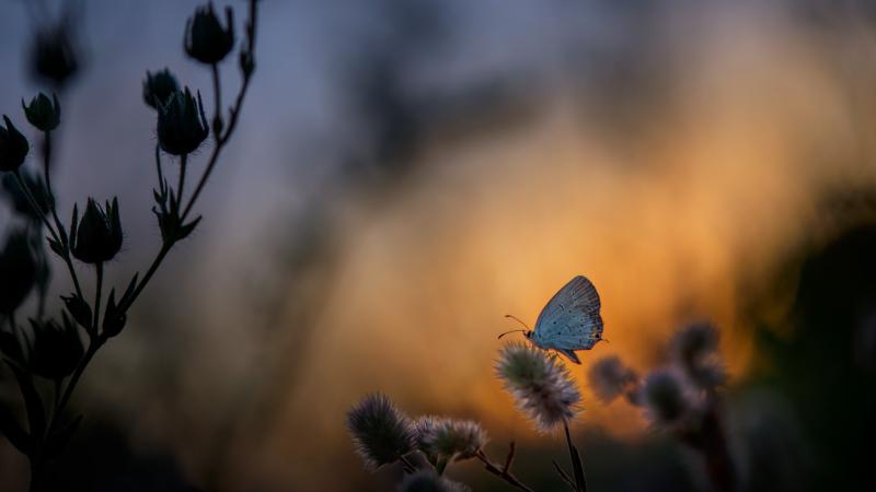 Butterfly Sitting On Plant 5k