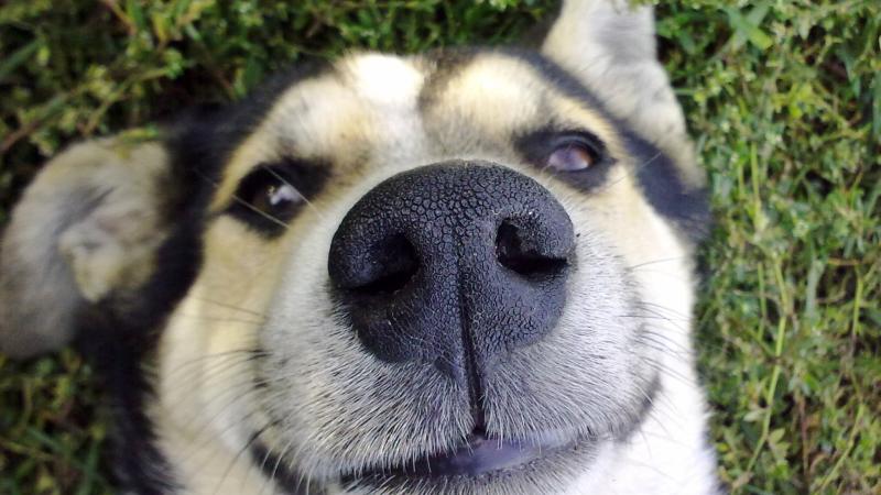 Dog Nose