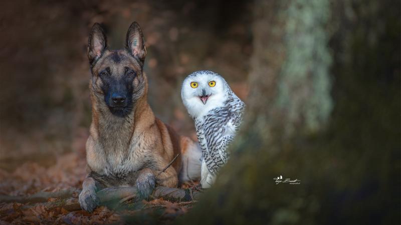 Dog With Owl