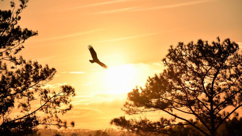 Eagle Flying Towards Sunset 5k