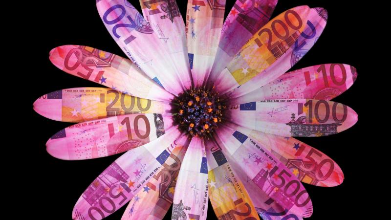 Flower Petals Leaves Daisy Euro