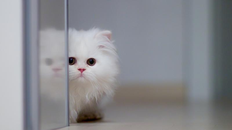 Fluffy Cat