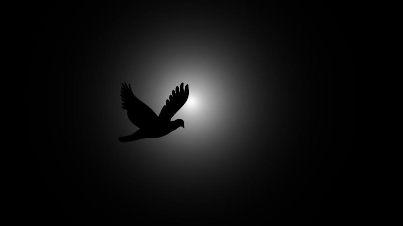 Flying Bird Photography