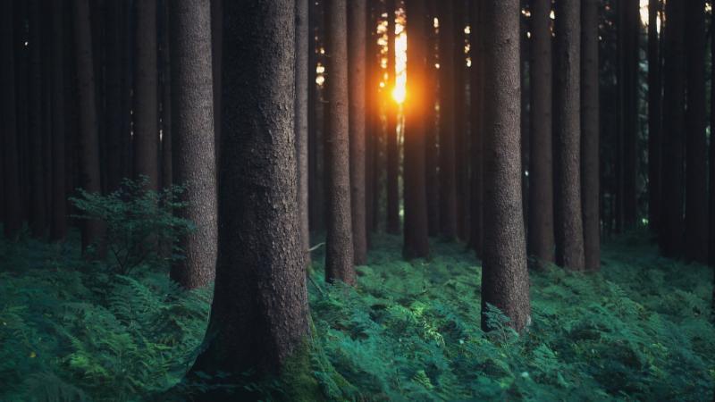 Forest Photography