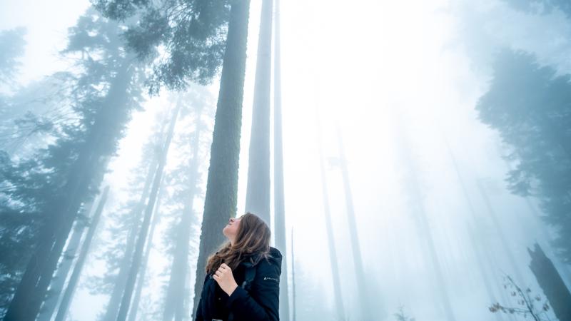 Girl Looking Towards The Tips Of Trees - Wallpaper Download