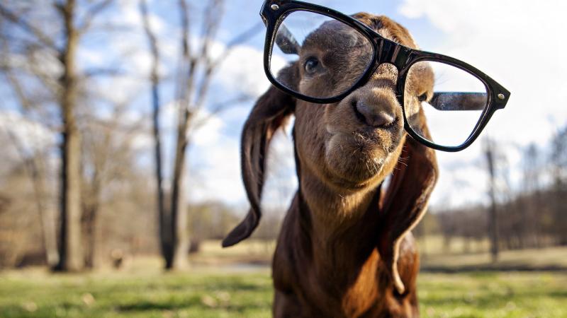 Goat got Swag