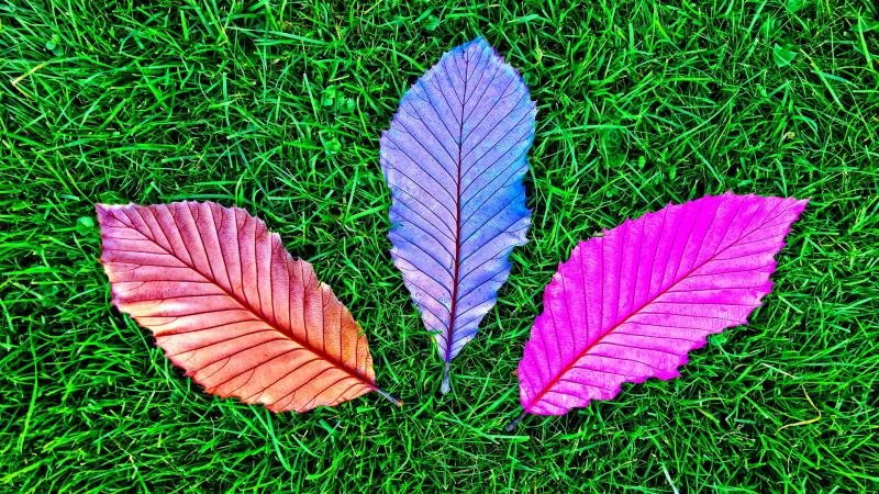 Grass Fallen Colorful Leaves 5k