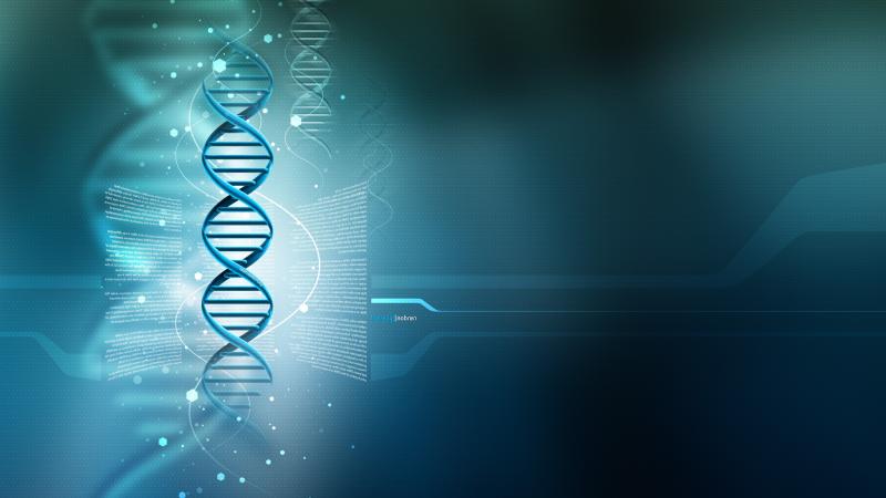 Human Dna 3d