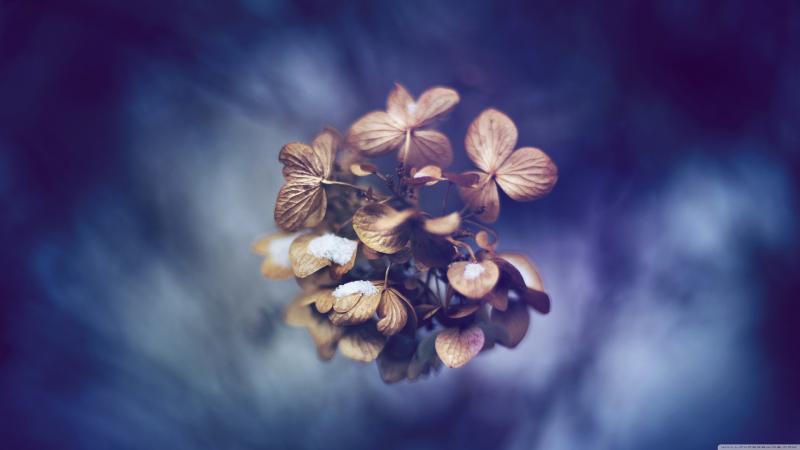 Leaves Photography