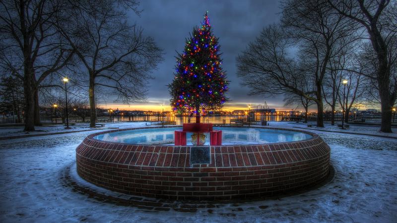 Lighted Christmas Tree