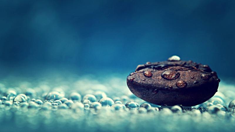 Macro Photography On Coffee Bean