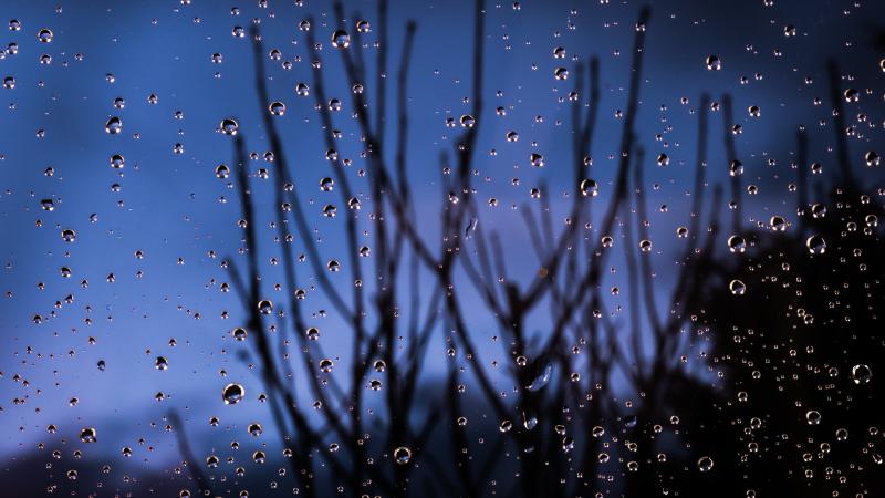 Macro Water Dew 4k