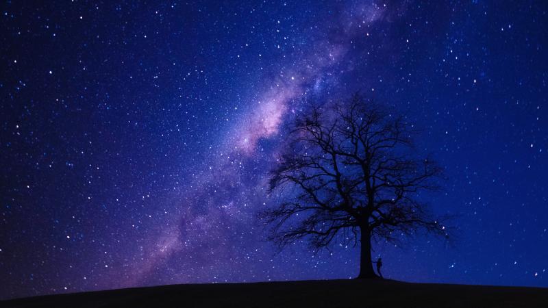 Person Beside Bare Tree