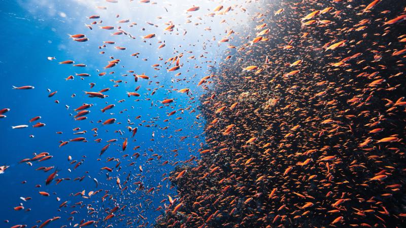 Reefs And An Abundance Of Diverse Marine Life