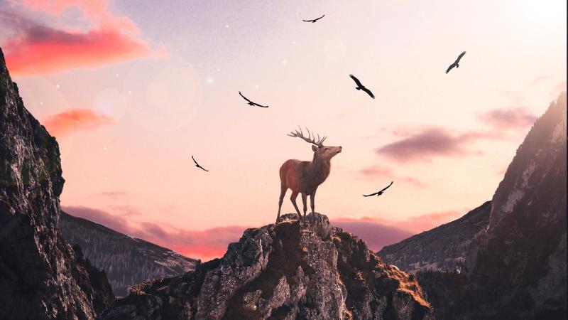 Reindeer Fantasy