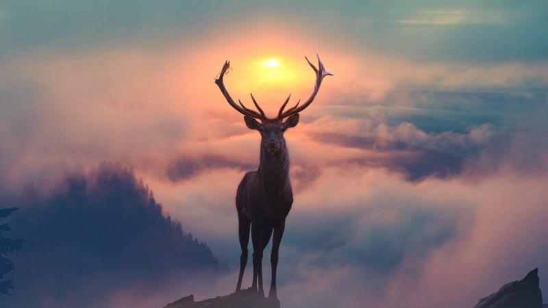 Reindeer Morning Glory