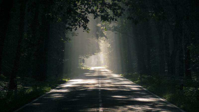 Road Avenue Trees