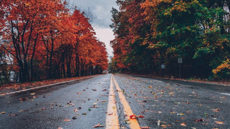 Road Between Autumn Trees 5k