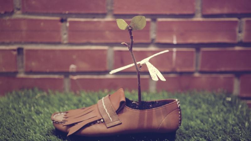 Shoes Plants Grasses