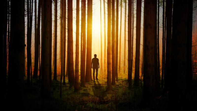 Silhouette Of A Man In Woods Covered By Tress Sunbeams