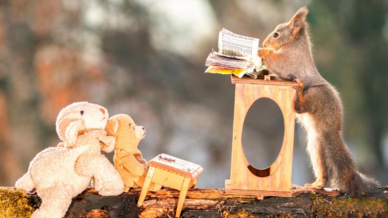 Squirrels Funny