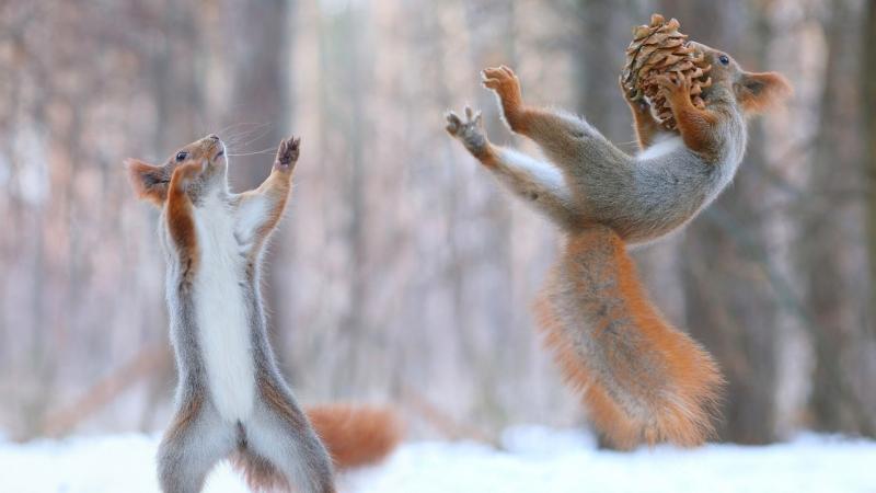 Squirrels Having Fun In Snow