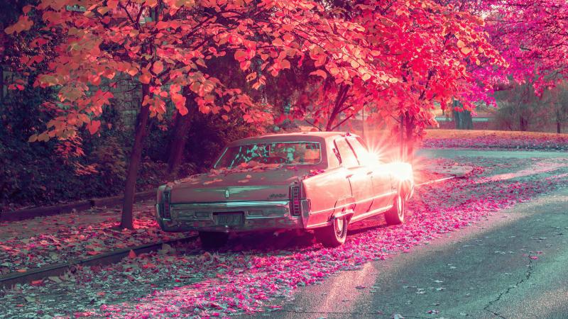 Vintage Car Parked Under Tree Covered By Flowers