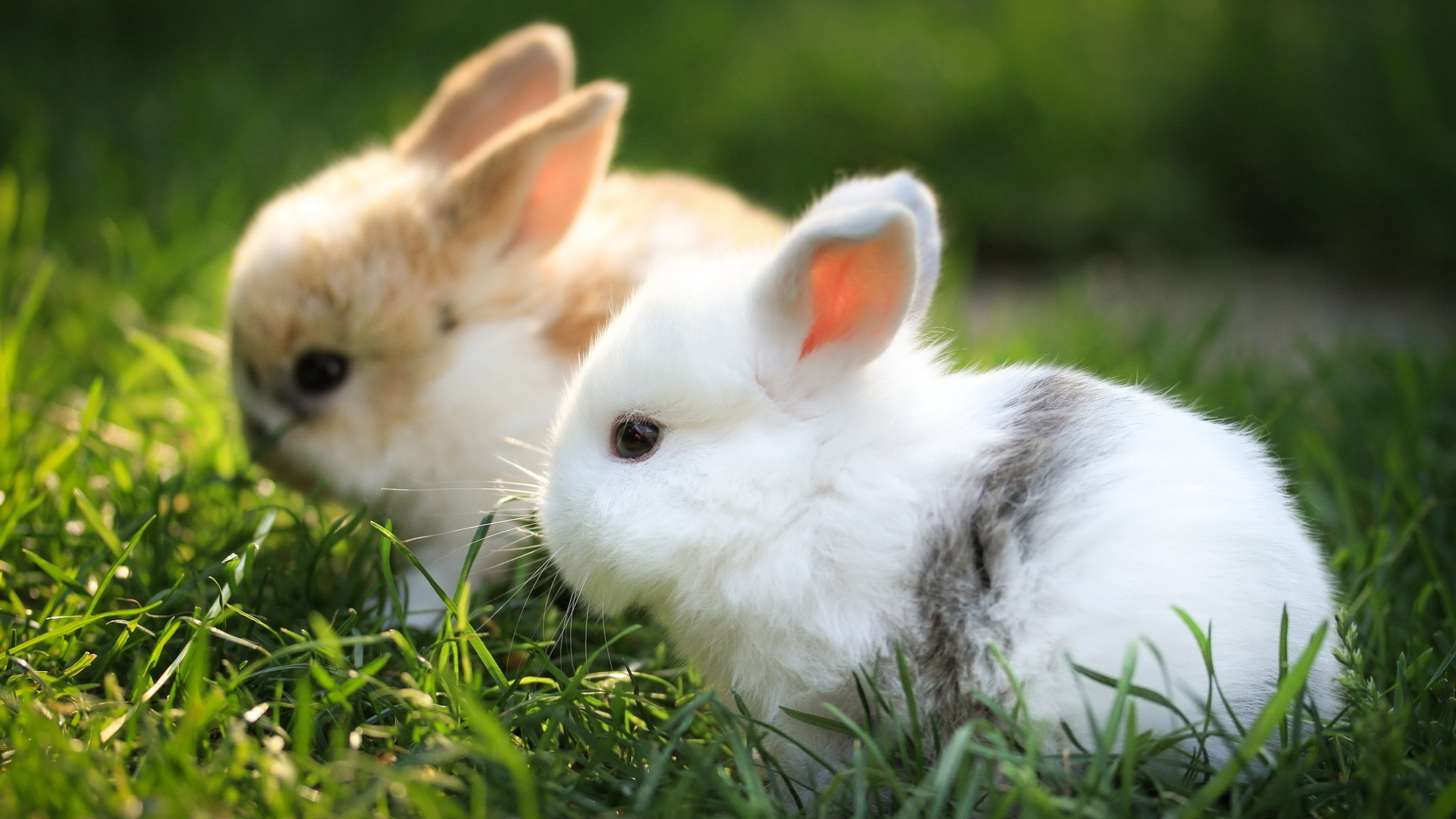 Cute Bunnies