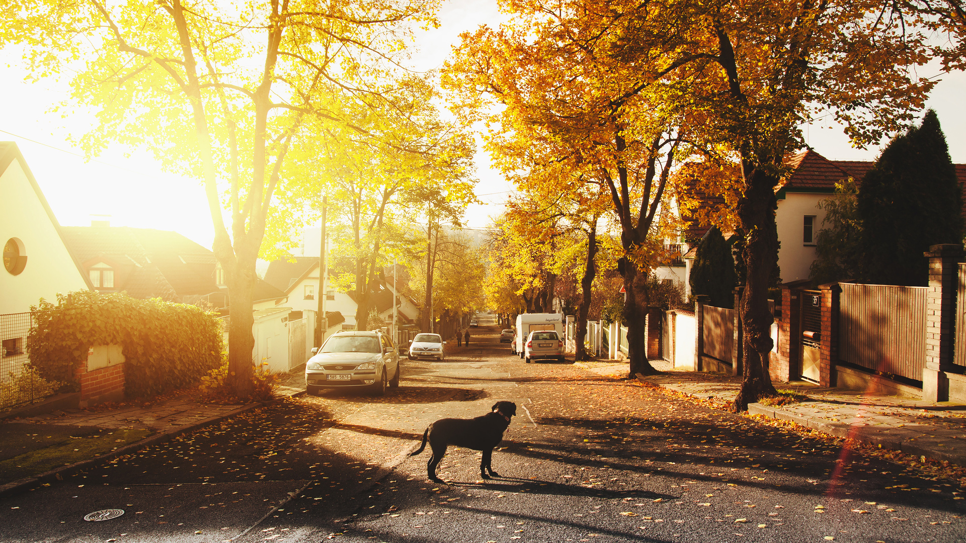 Dog On Concrete Road Homes Trees Sunlights 4k
