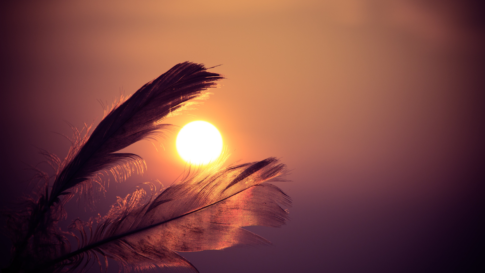Feathers Sunbeams Of Sun 5k