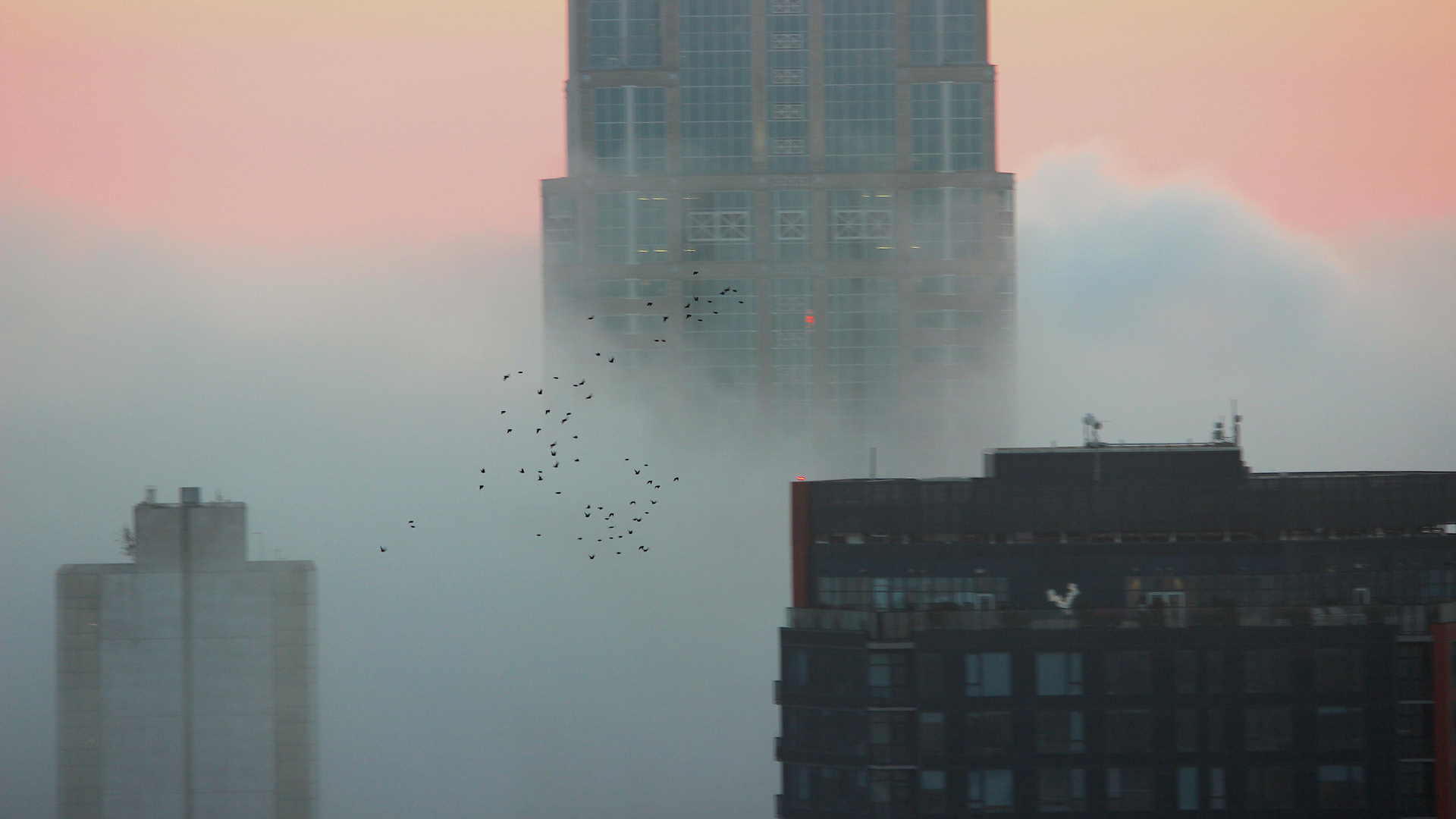 Flock Of Birds Over A Foggy Seattle 5k