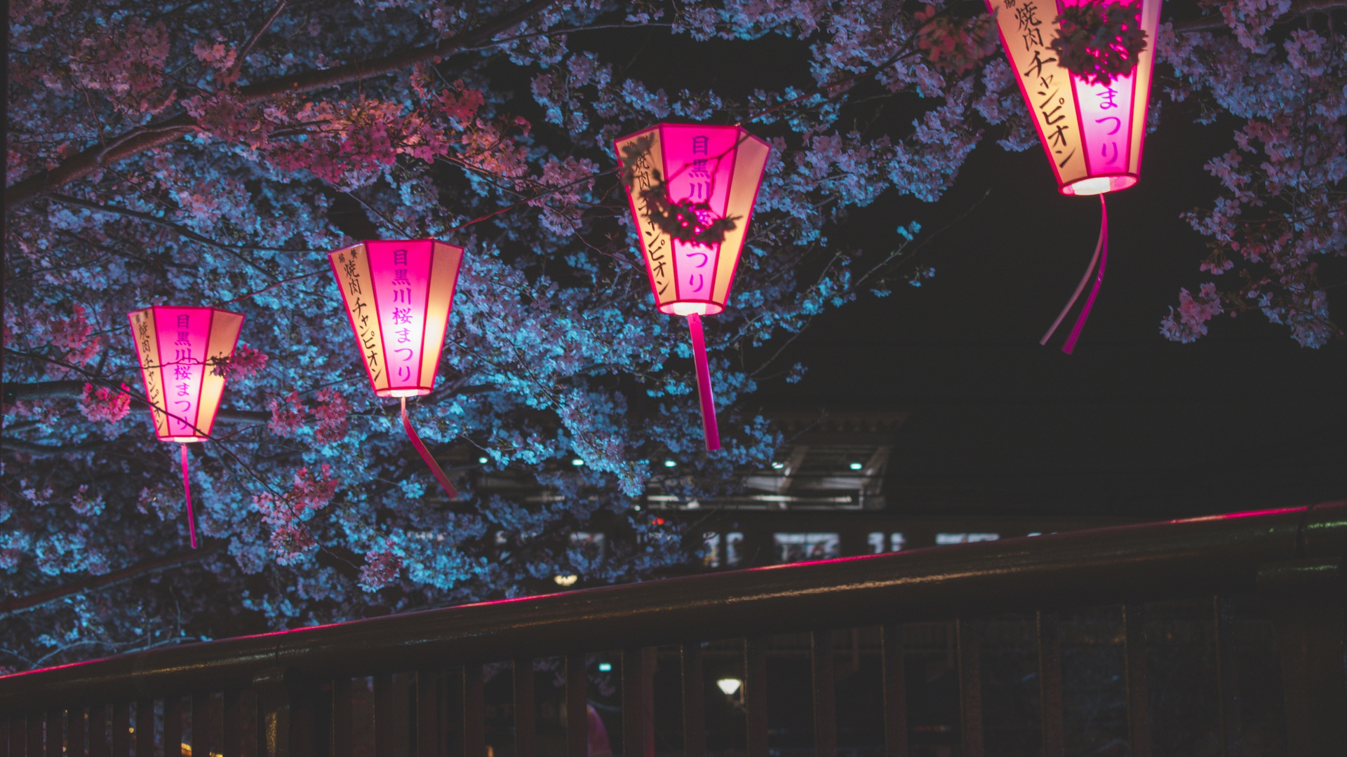 Japan Night Cherry Blossom Trees Lantern Glowing Night