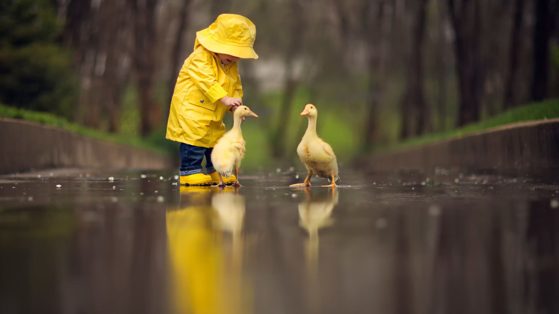 Little Boy Child Playing With Ducks