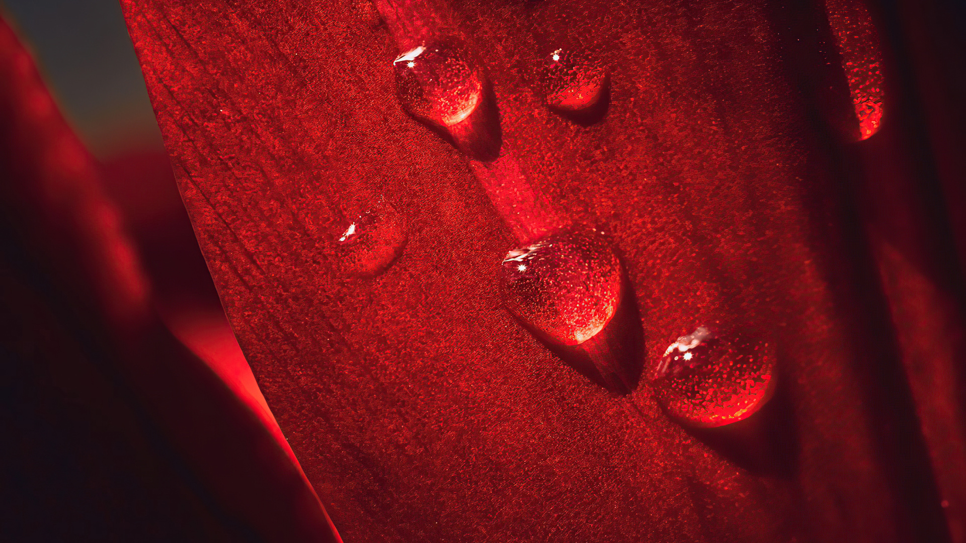 Macro Flower Drops 4k
